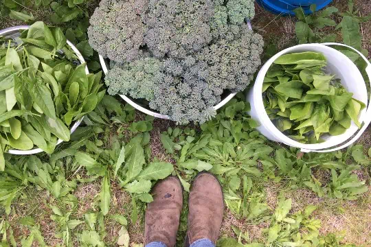 Yukon vegetables grown with the help of local manure