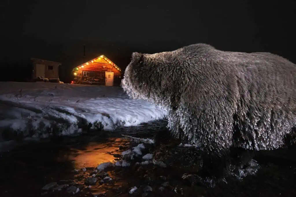 A grizzly bear, fishing for salmon, walks past the Hume cabins in the village of Klukshu.