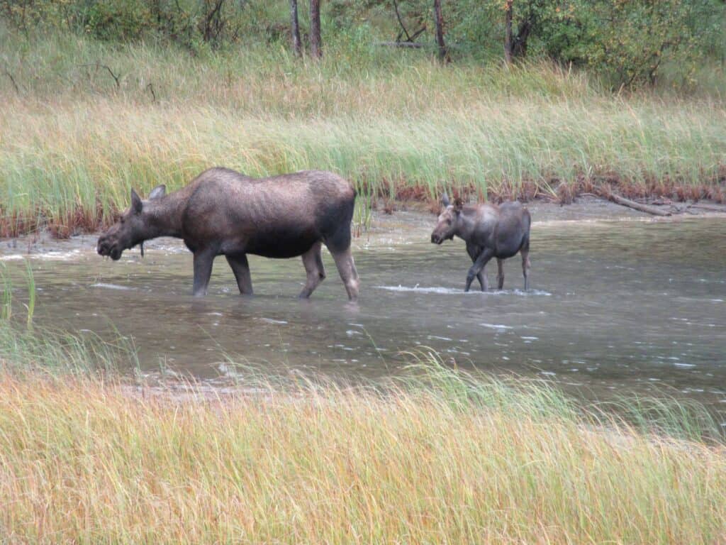 Moose cow and calf feeding on water plants