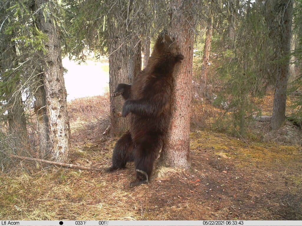 Grizzly bear marking his territory