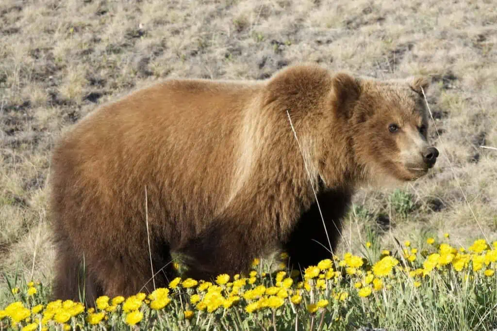 A grizzly bear eating dandelions