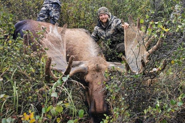 Harvesting a mature bull moose
