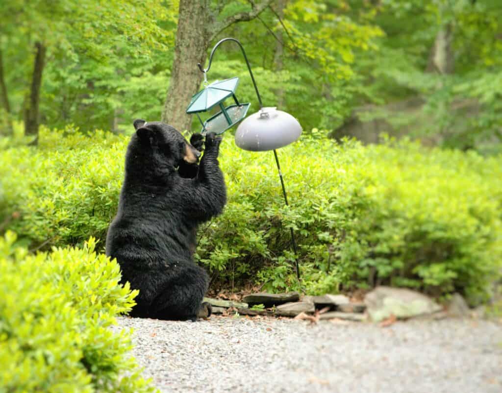 Black bear and bird feeder
