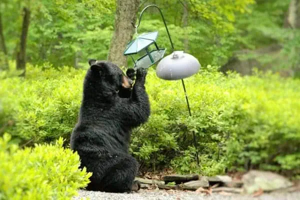 Black bear and bird feeder