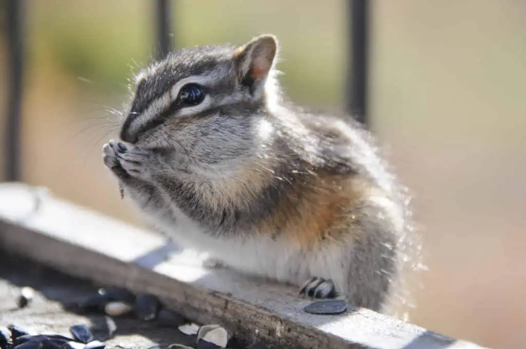 A hungry chipmunk filling up on sunflower seeds
