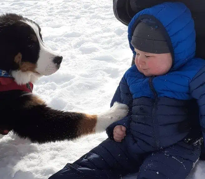 A baby and a dog