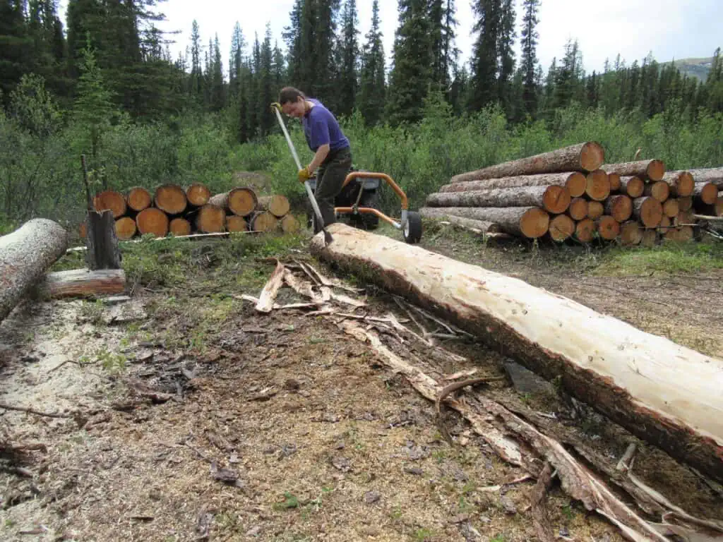 Debarking logs for a future shed or sauna