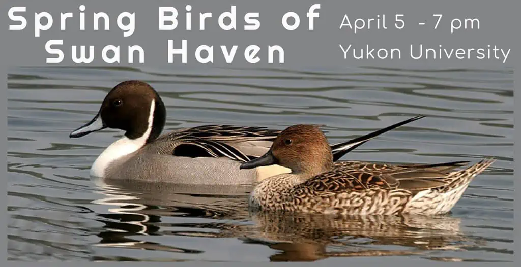 Spring birds of Swan Haven